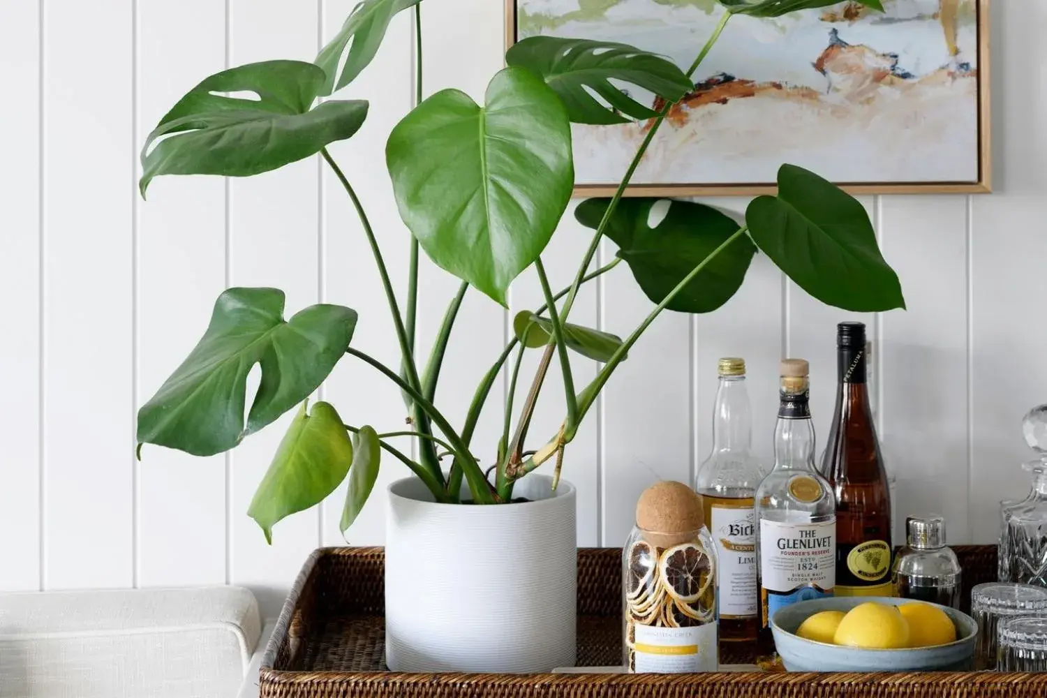 Plant Care Accessories
