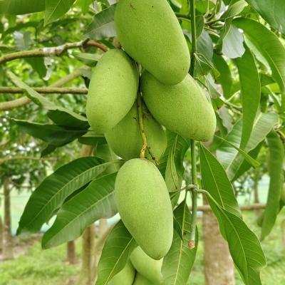 শত ভাগ কেমিকেল মুক্ত বারোমাসি কাটিমন মিষ্টি-সুস্বাদু আম – Growliy