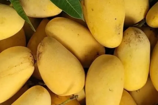 Fresh Mangoes