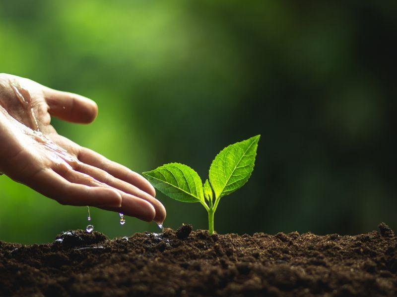 Seeds & Saplings